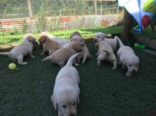 Amazing Labrador puppies