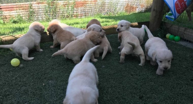 Amazing Labrador puppies