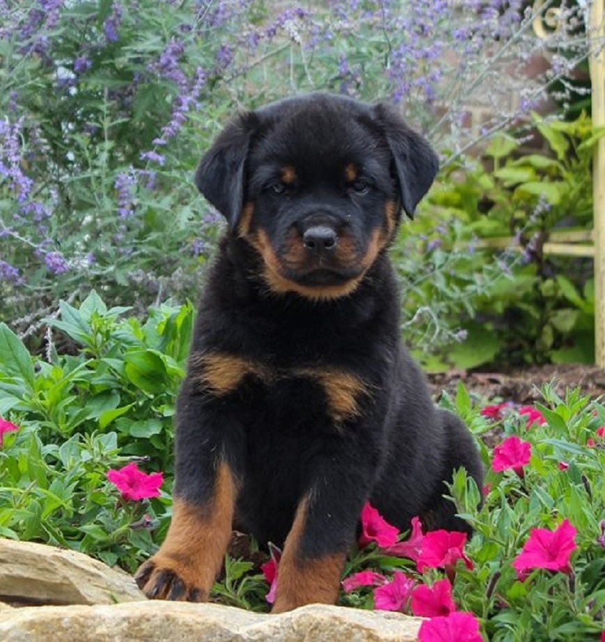 Adorable rottweiler puppies for sale QuickMarket Free