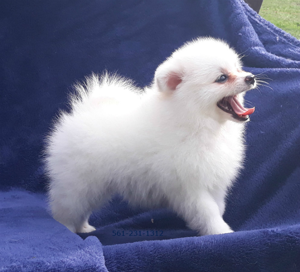 Super small, rare miniature pomeranian Ready