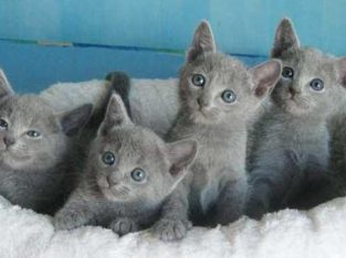 Russian Blue Kittens for sale male and females