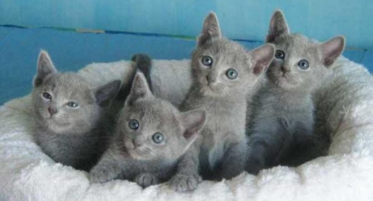 Russian Blue Kittens for sale male and females