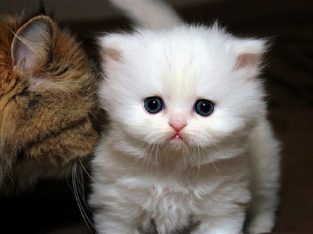 White Teacup Persian Kittens for New Homes