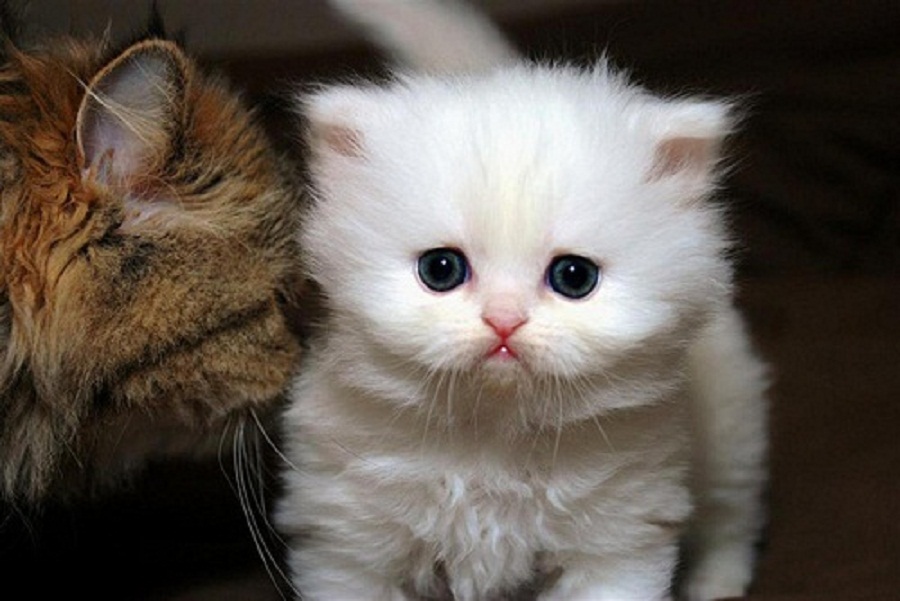 White Teacup Persian Kittens for New Homes
