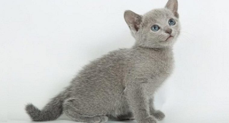 Russian Blue Kittens for sale male and females