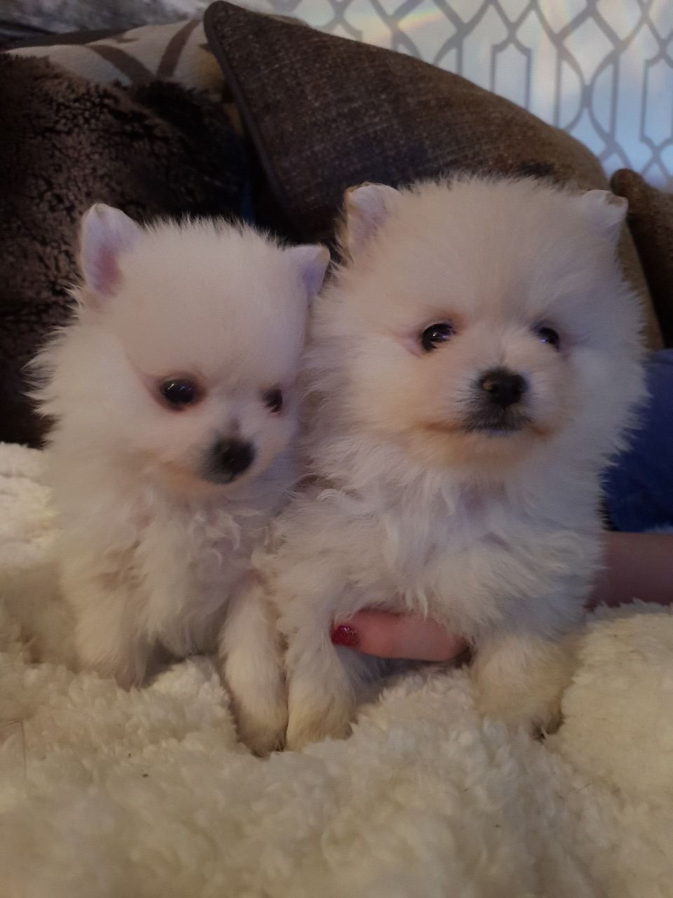 handbag size true tiny pomeranian puppies