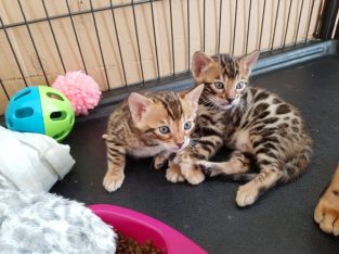 Bengal Kittens Available