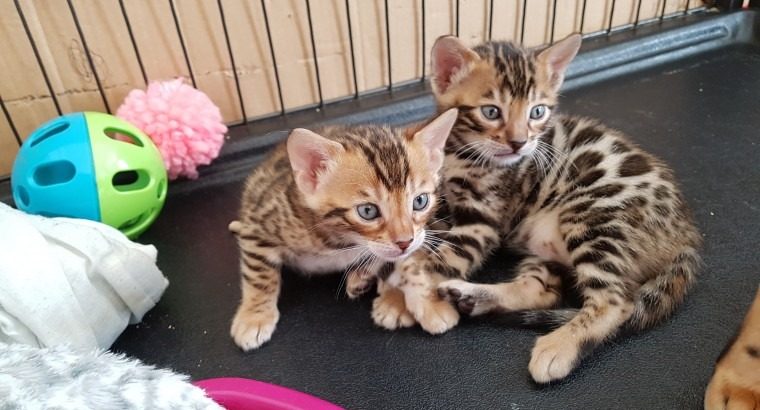 Bengal Kittens Available