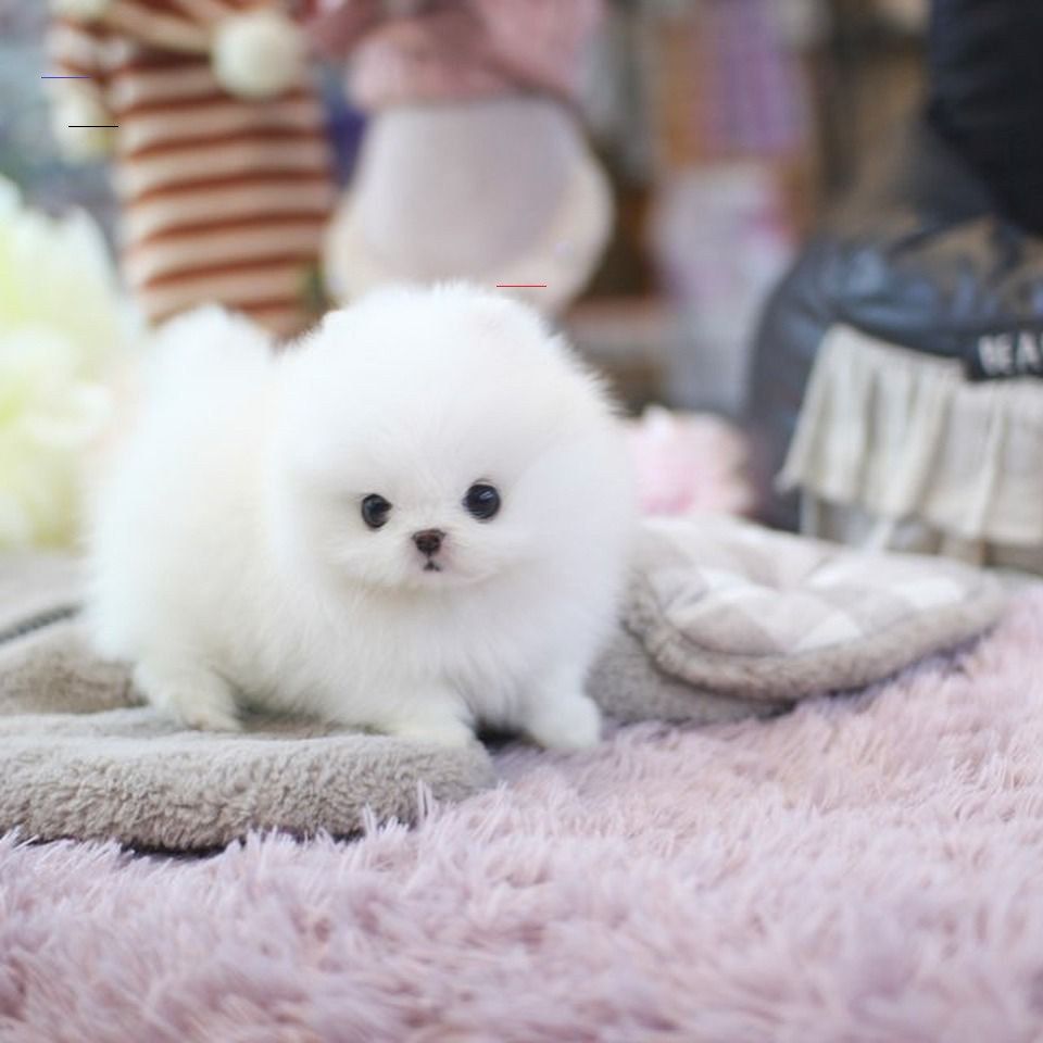 Lovely Pomeranian Puppies Available Now