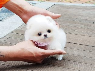 Lovely Pomeranian Puppies Available Now
