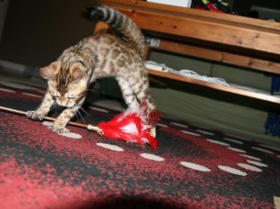 Cute Bengal kittens ready