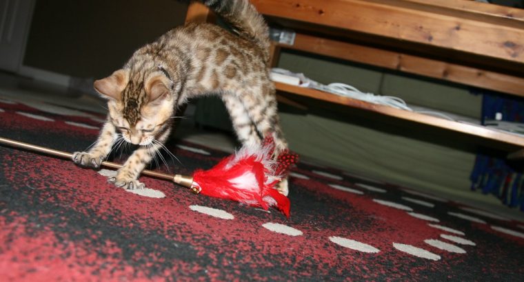 Cute Bengal kittens ready