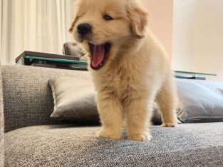 Registered Golden Retriever Puppies