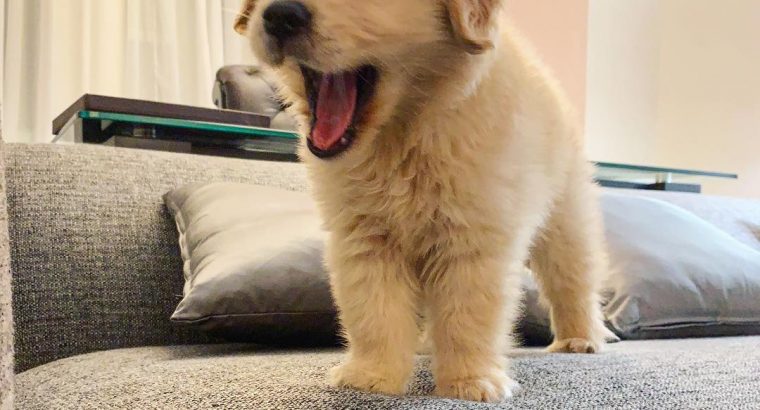 Registered Golden Retriever Puppies