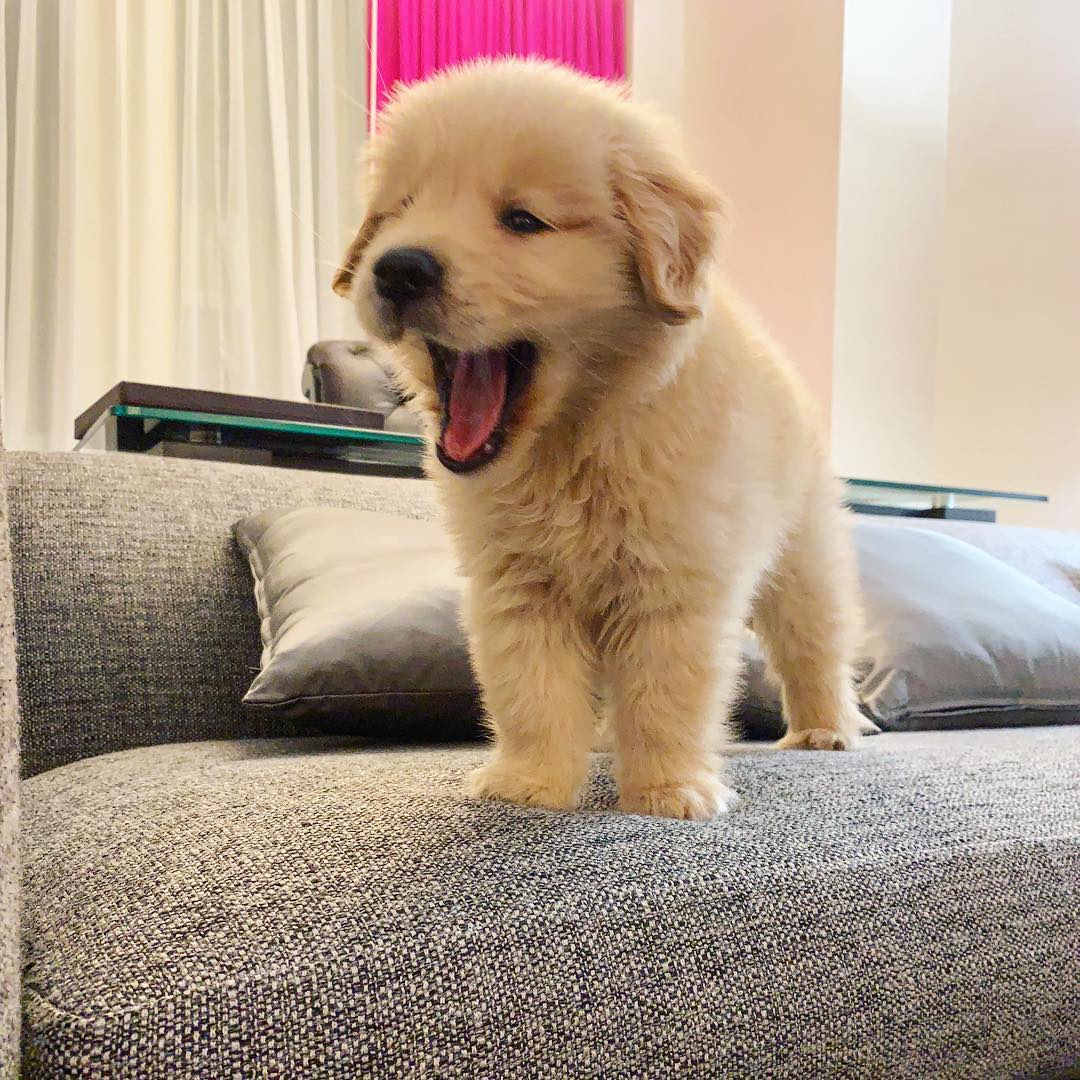 Registered Golden Retriever Puppies