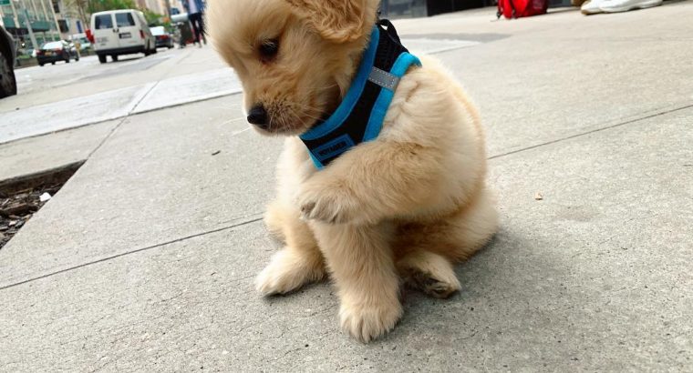 Registered Golden Retriever Puppies