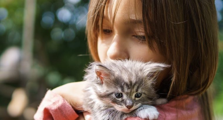 Stunning Rosetted Main Coon kittens