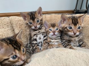 Bengal kittens needs a new home