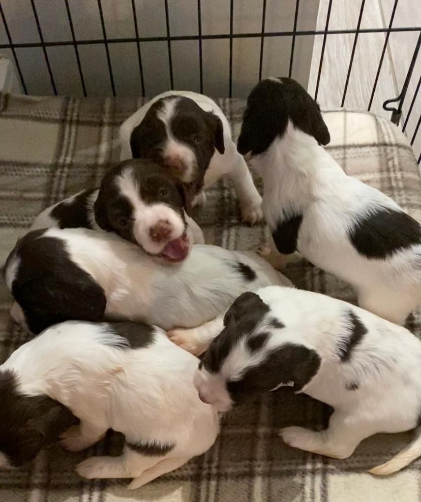 Charming litters of English springer spaniel pup