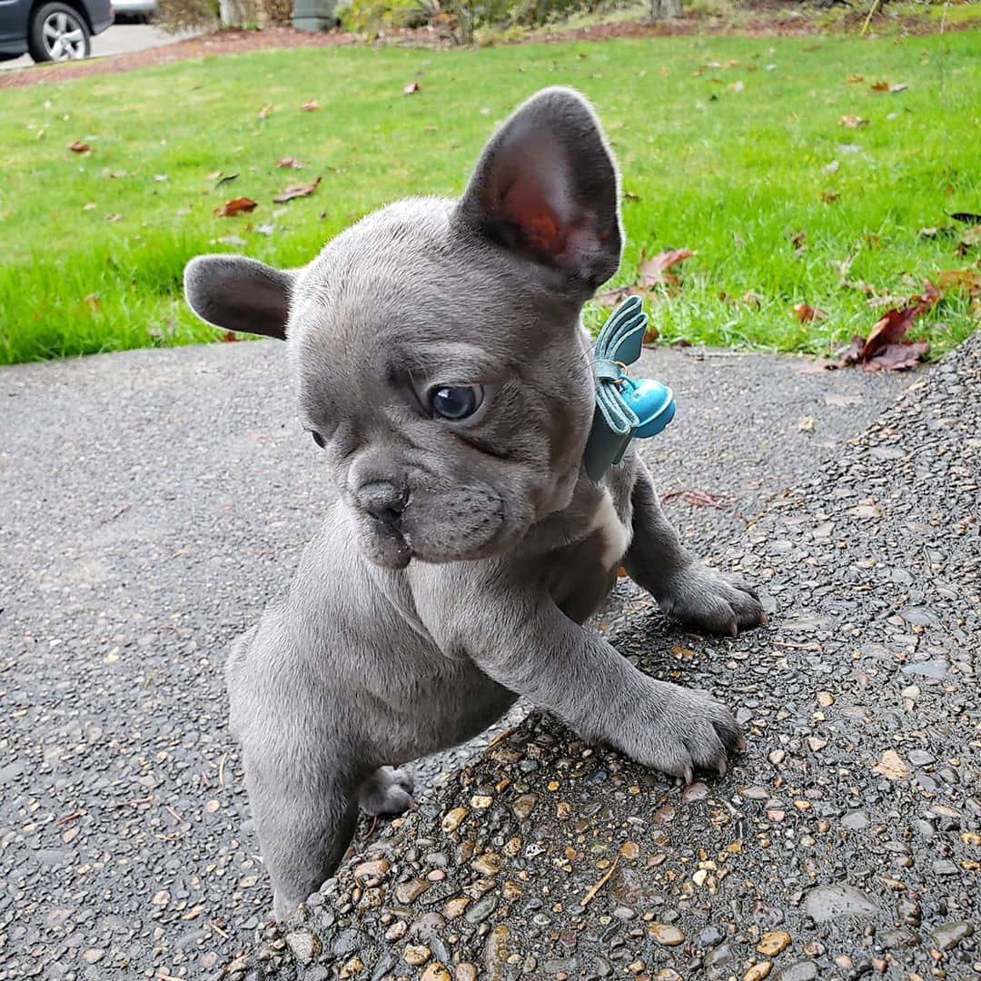 Stunning KC Registered French Bulldogs