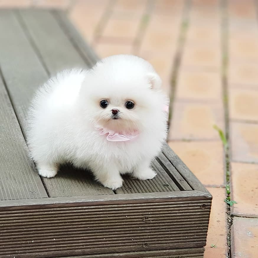 Teddy bear Pomeranians