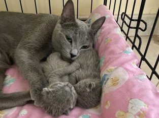 Russian Blue Kittens for sale male and females