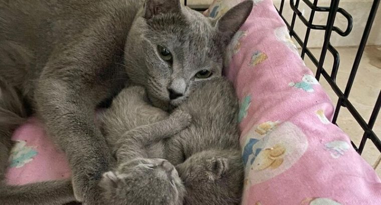 Russian Blue Kittens for sale male and females