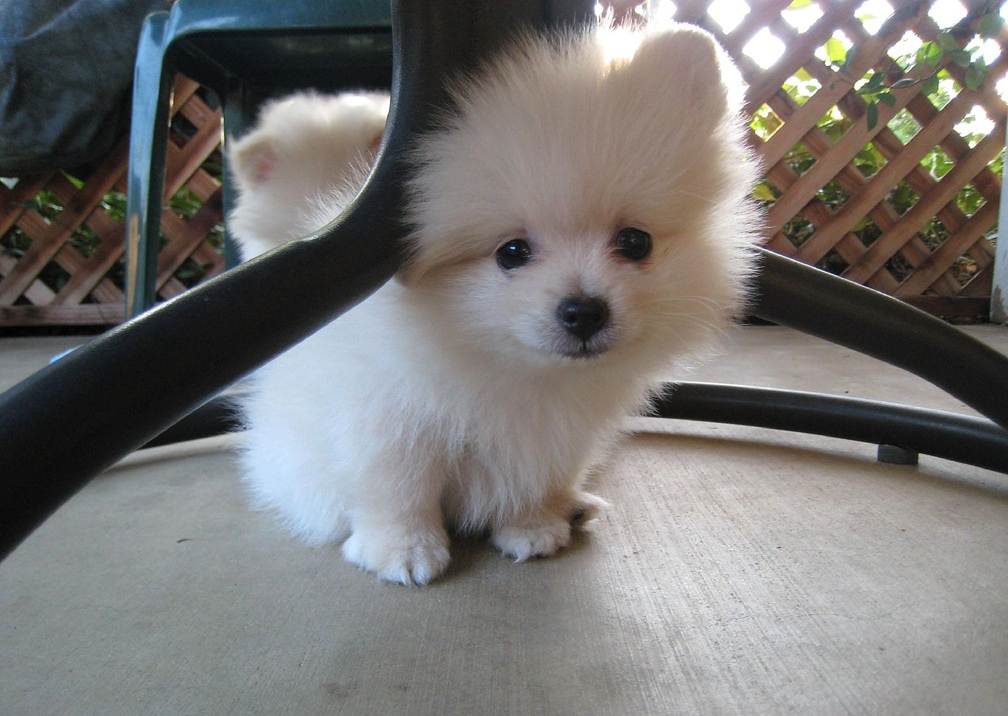 Adorable Pedigree Pomeranian Puppies Ready