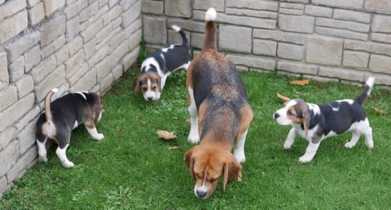 Beautiful Beagle Puppies +447440524997