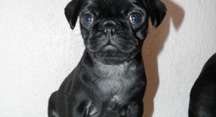 Well Trained Pugs Puppies For Sale