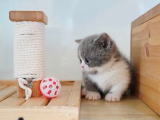 grey munchkin kittens