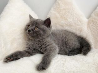 Adorable British shorthaar kittens for adoption