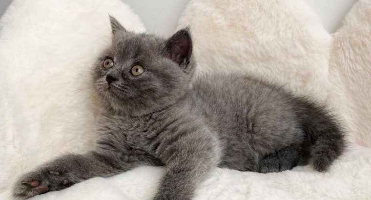Adorable British shorthaar kittens for adoption