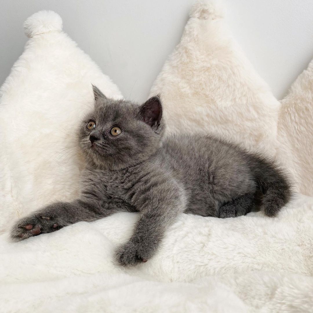 Adorable British shorthaar kittens for adoption