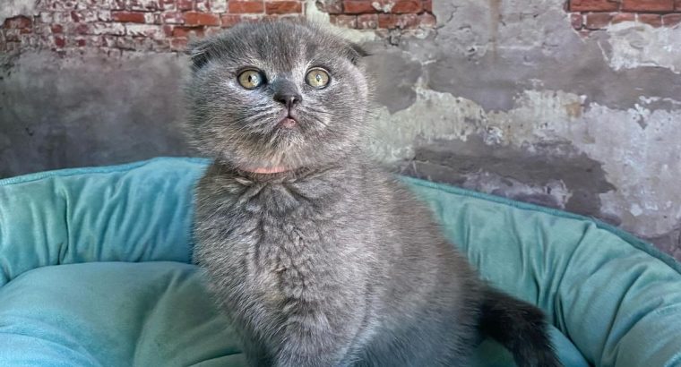 Adorable British shorthaar kittens for adoption