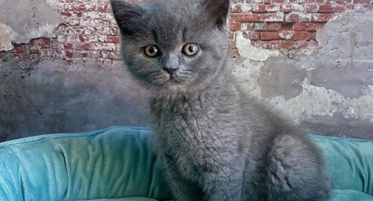 Adorable British shorthaar kittens for adoption