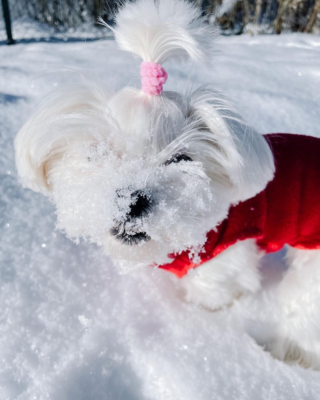 Adorable puppy for sale