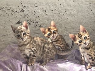 bengal kittens for adoption