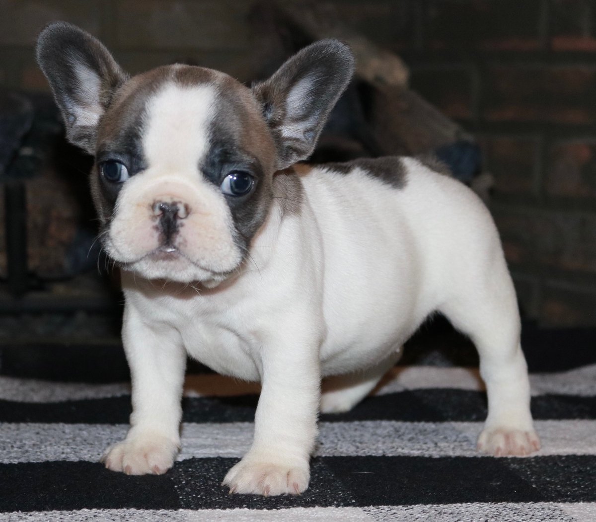 Purebred French and English bulldog puppies for s