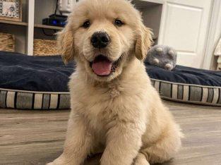 friendly KC Golden Reriever Puppies