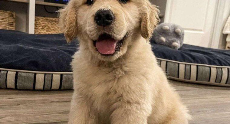 friendly KC Golden Reriever Puppies