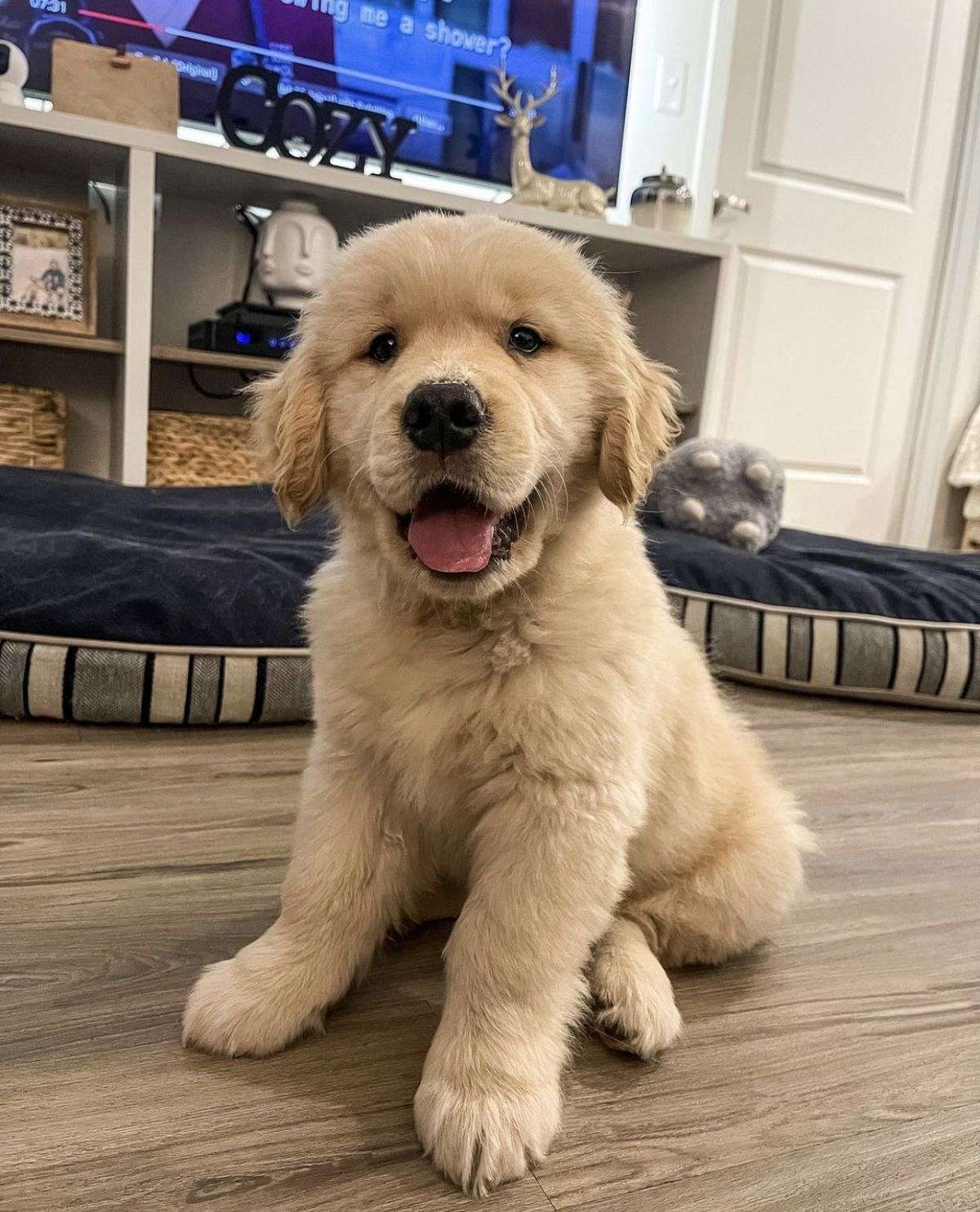 friendly KC Golden Reriever Puppies