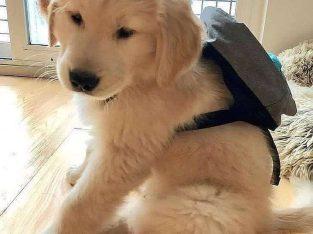 Beautiful Golden Retriever Puppies available
