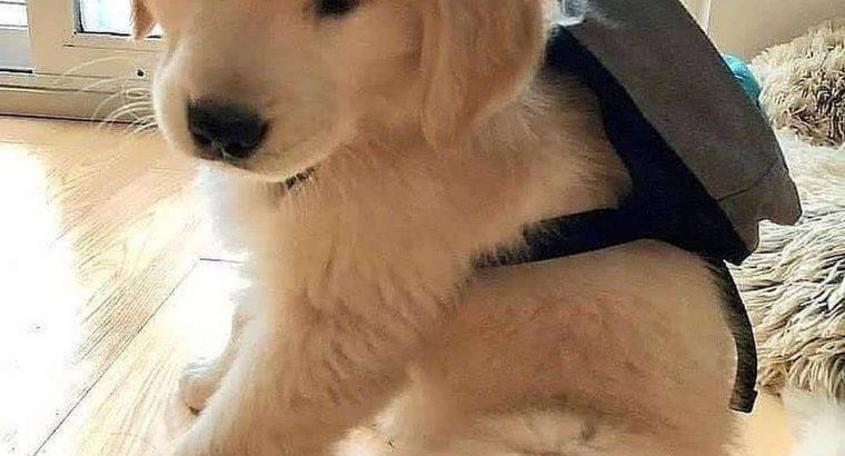 Beautiful Golden Retriever Puppies available
