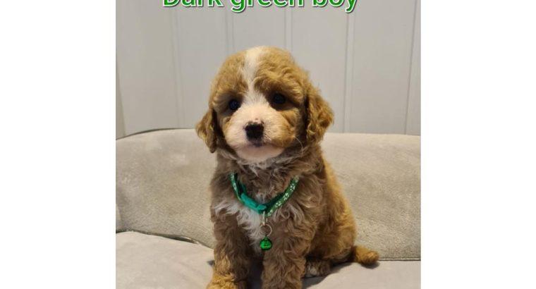 F1 Cavapoo puppies health checked and stunning
