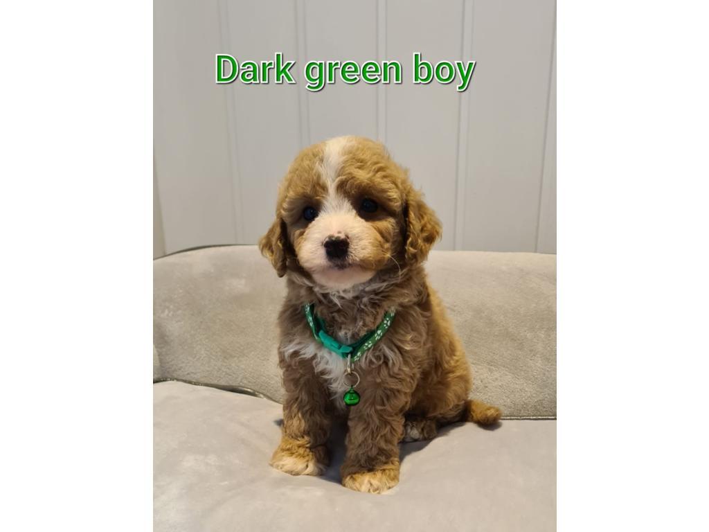 F1 Cavapoo puppies health checked and stunning