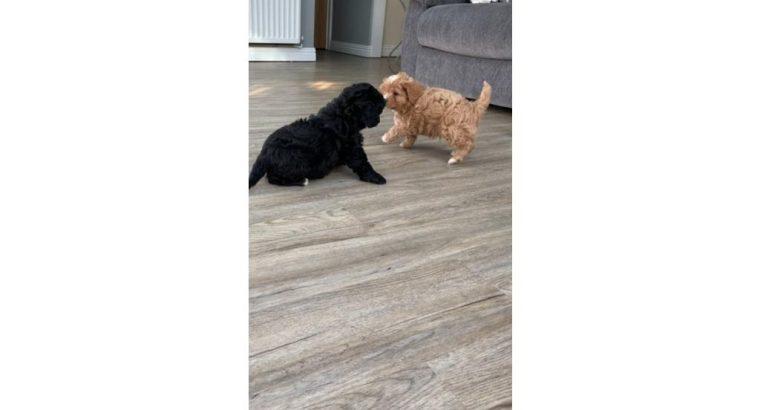 F1 Cavapoo puppies health checked and stunning