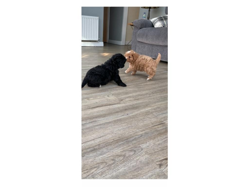 F1 Cavapoo puppies health checked and stunning