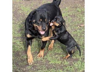 chunky pedigree Rottweiler Puppies ready to leave