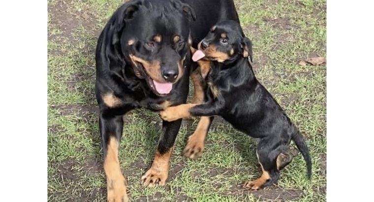 chunky pedigree Rottweiler Puppies ready to leave